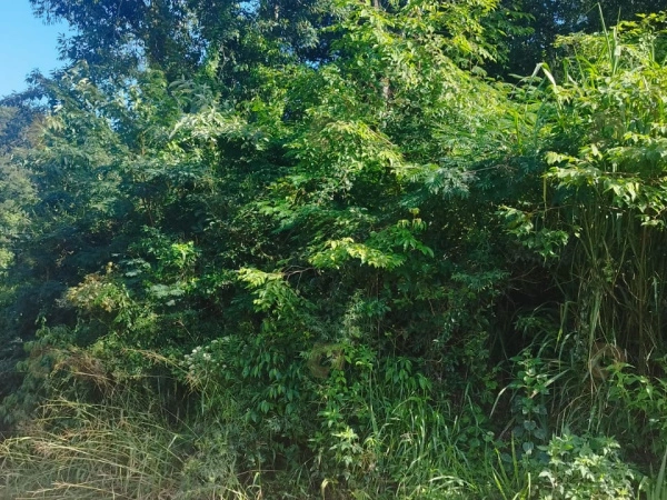 Terrenos - Venda